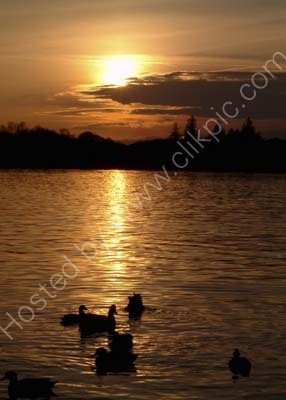 Sunset Ducks 1